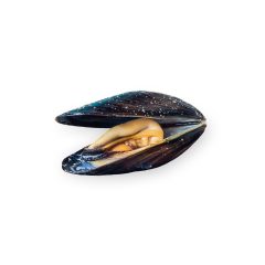 Kagyló kék héjas 50/80 1 kg