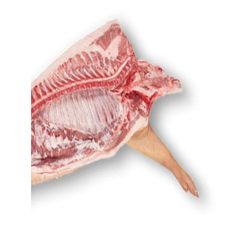 Malac félbevágva eleje